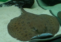 Potamotrygon motoro - fresh water ray