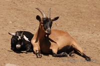 Capra hircus hircus - domestic goat