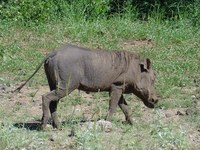 Phacochoerus africanus - Common Warthog