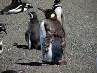 Image of: Aptenodytes patagonicus (king penguin)