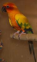 Image of: Aratinga solstitialis (sun parakeet)