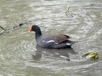 Image of: Gallinula chloropus (common moorhen)