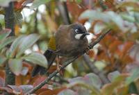 Image of: Garrulax affinis (black-faced laughingthrush)