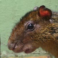 Dasyprocta punctata - Central American Agouti