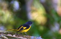 Image of: Pericrocotus solaris (grey-chinned minivet)