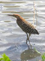 Image of: Tigrisoma fasciatum (fasciated tiger heron)