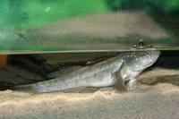 Periophthalmus barbarus - Atlantic Mudskipper