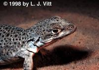 Image of: Gambelia wislizenii (long-nosed leopard lizard)