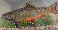 Salvelinus fontinalis - Aurora Trout