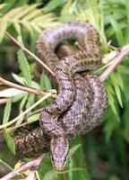 Elaphe dione - Dione Ratsnake