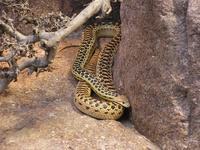 Pituophis melanoleucus - Culebra-sorda Toro