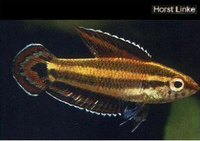 parosphromenus Allani,from sarawak.