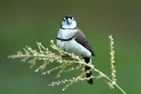 Double barred Finch