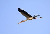 Milky Stork - Mycteria cinerea