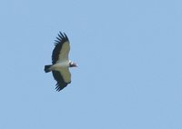 King Vulture - Sarcoramphus papa