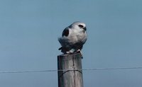 Letter-winged Kite - Elanus scriptus