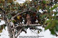 Wallace's Hawk-Eagle - Spizaetus nanus