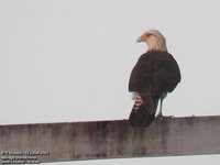 Yellow-headed Caracara - Milvago chimachima