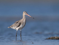 Black-tailed Godwit (Limosa limosa) photo