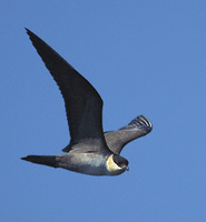 Long-tailed Jaeger (Stercorarius longicaudus) photo