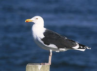 Great Black-backed Gull (Larus marinus) photo