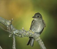 Western Wood-Pewee (Contopus sordidulus) photo