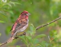 Purple Finch (Carpodacus purpureus) photo