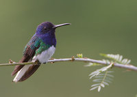 White-necked Jacobin (Florisuga mellivora) photo