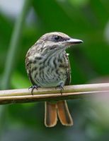 Streaked Flycatcher (Myiodynastes maculatus) photo