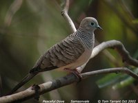 Peaceful Dove - Geopelia placida