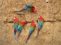 Red-and-green Macaw - Ara chloroptera