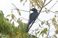 Greater Ani - Crotophaga major