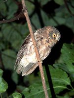 Sulawesi Scops-Owl - Otus manadensis