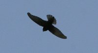 Little Swift - Apus affinis