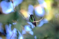 Blue-chinned Sapphire - Chlorostilbon notatus