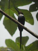 Paradise Jacamar - Galbula dea