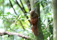 Northern Barred-Woodcreeper - Dendrocolaptes sanctithomae