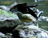 Ochre-bellied Flycatcher - Mionectes oleagineus