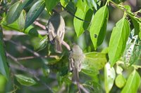 Olive-green Tyrannulet - Phylloscartes virescens