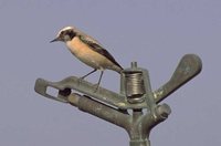 Desert Wheatear - Oenanthe deserti