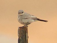 Blackstart - Cercomela melanura