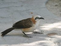 Bare-cheeked Babbler - Turdoides gymnogenys