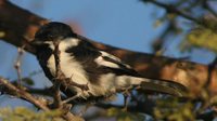 White-winged Tit - Parus nuchalis