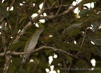 Streaky-breasted Spiderhunter - Arachnothera affinis
