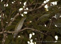 Streaky-breasted Spiderhunter - Arachnothera affinis