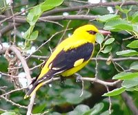 Eurasian Golden Oriole - Oriolus oriolus