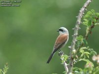 Red-backed Shrike - Lanius collurio