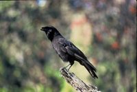 Hawaiian Crow - Corvus hawaiiensis