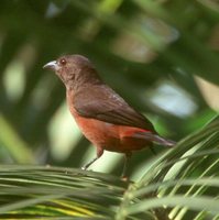 Brazilian Tanager - Ramphocelus bresilius