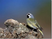 Canary-winged Finch - Melanodera melanodera